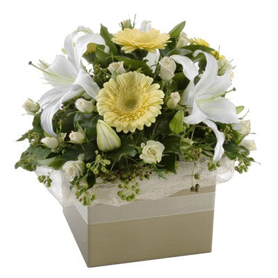 White Sympathy Box
