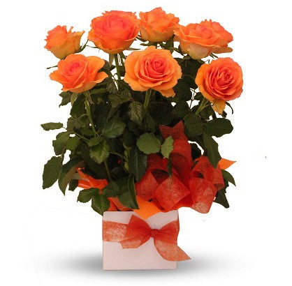 Orange roses